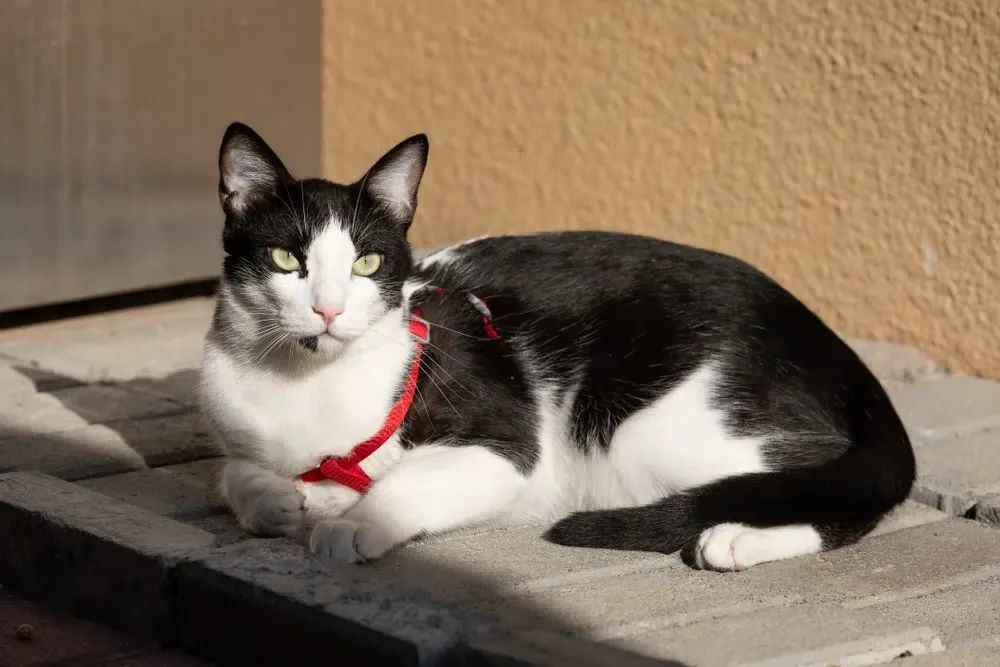 Arabian Mau: A Treasured Feline of the Arabian Peninsula